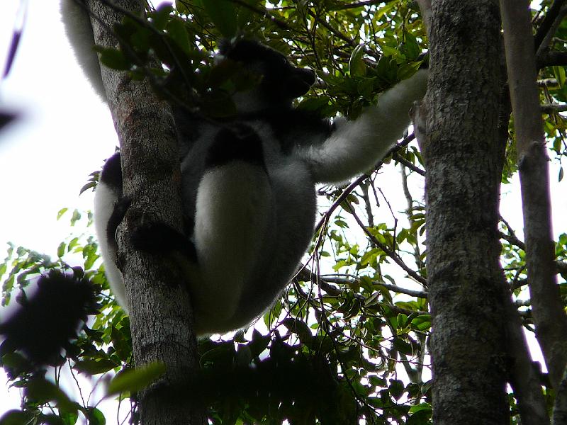 307 Indri